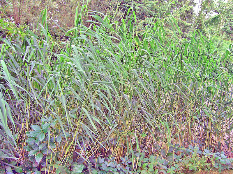 Schilfrohr - Phragmites australis